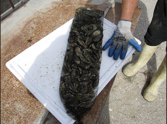 Easy To Use Plastic Net Cover Complete Color , Good Air Permeability