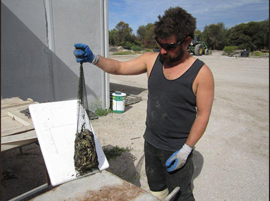 Plastic Net Cover  Easy To Use , Strong Transportation Protection